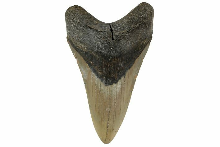 Fossil Megalodon Tooth - North Carolina #183335